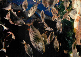 Animaux - Poissons - Aquarium D'Arcachon - Marbré - Pagellus Mormyrus - CPM - Carte Neuve - Voir Scans Recto-Verso - Pesci E Crostacei