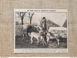 Campogalliano Nel 1914 Fecondità Animale Mucca Da Alla Luce 3 Vitelli Modena - Autres & Non Classés