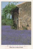 PROVENCE, CABANON DANS UN CHAMP DE LAVANDE COULEUR  REF 15094 - Landbouw