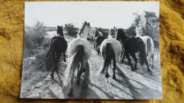 CPM ANIMAUX CXHEVAL CHEVAUX CAMARGUE PHOTO ARLES 13 - Chevaux