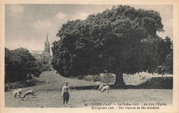 St Cast * Le Chêne Vert * Au Loin L'église * Arbre Tree - Saint-Cast-le-Guildo