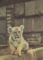 TIGRE Animales Vintage Tarjeta Postal CPSM #PBS056.A - Tigres