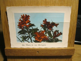 RHODODENDRON FERRUGINEUX - Flowers