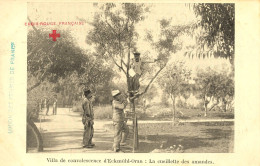 Eckmühl Oran , Algérie * Villa De Convalescence , Cueillette Des Amandes * Union Femmes Françaises Croix Rouge - Oran