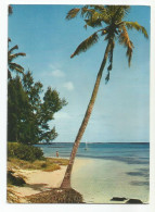 L'Ile Maurice Mauritius Cocotier Témoin D'une Paisible Plage De Grand Bev Afrique - Maurice