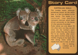 136737 - Australien (Sonstiges) - Australien - Koalas, Story Card - Other