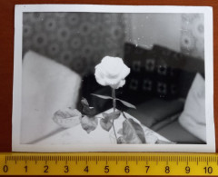 #11    ROSE Fleur Flower Still Life Paysage Nature Jardin Snapshot Amateur - Objects