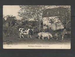 PAYSAGES  BEARNAIS  AU PATURAGE  / VACHE / COCHON /CHEVAL  Oblit Salies De Béarn  1906 - Autres