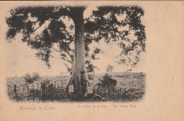 Cuba Santiago De Cuba El Arbol De La Paz The Peace Tree - Cuba