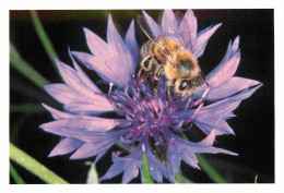 Animaux - Insectes - Abeilles - Domaine Apicole De Chezelles - Bleuet Des Prés Ne Manque Pas D'attrait - Photo Maurice M - Insectes