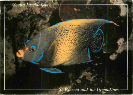 Animaux - Poissons - Saint Vincent Et Les Grenadines - Scuba Fascination - Blue Angel Fish - Pomacanthus - CPM - Voir Sc - Pesci E Crostacei