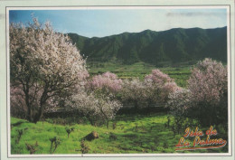 121208 - El Paso - Spanien - Almendros En Flor - La Palma