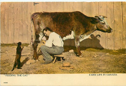 Pays Div-ref EE760- Canada - Feeding The Cat - Farm Life In Canada - Lait Pour Le Chat - Pis De Vache - - Unclassified