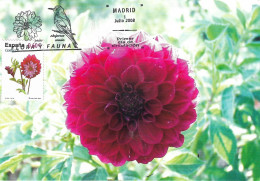 SPAIN. MAXICARD FIRST DAY. DAHLIA FLOWER. 2008 - Cartoline Maximum