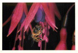 Animaux - Insectes - Abeilles - Domaine Apicole De Chezelles - Même Le Fuchsia Des Jardins Est Attirant - Photo Maurice  - Insetti