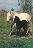 Animaux - Chevaux - CPM - Voir Scans Recto-Verso - Pferde