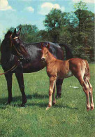 Animaux - Chevaux - Pouliche Et Son Poulain - En Pature - Flamme Postale De Vienne - CPM - Voir Scans Recto-Verso - Pferde