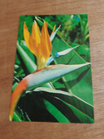 553 //  FLORES DE TENERIFE / STRELITZIA / PAJARO DEL PARAISO - Flowers