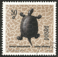 740 Pologne Tortue Turtle Schildkrote Tortuga Tartaruga (POL-216) - Tortues