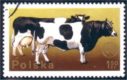 740 Pologne Vache Cow Bull Taureau Kuhn (POL-189) - Vaches