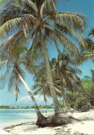 *CPM - 971 - GUADELOUPE - SAINT FRANCOIS - La Plage - Pointe A Pitre