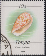 1988 Tonga ° Mi:TO 1041II, Sn:TO 686, Yt:TO 701, Sg:TO 1005, Bubble Cone (Conus Bullatus) - Tonga (1970-...)