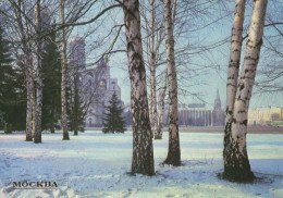121666 - Moskau - Russland - Birken Im Winter - Russie