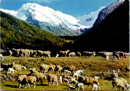 27-4-2024 (4 Y 13) France - Moutons Dans Les Alpes (sheep Grazing In The Alps Mountains) - Crías