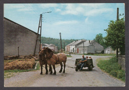 075334/ LAICHE, Chevaux Ardennais - Florenville