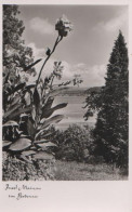 13459 - Insel Mainau Im Bodensee - Ca. 1955 - Konstanz