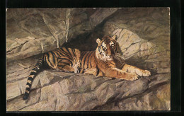 AK Tiger Ruht Sich In Einer Felsspalte Aus  - Tigri