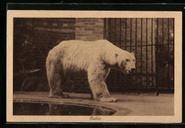 AK Eisbär In Einem Zoo  - Bears