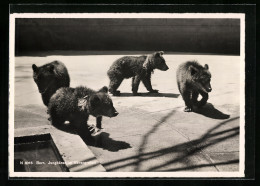 AK Bern, Bärengraben, Vier Jungbären Im Sonnenschein  - Bears