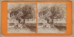 04568 / Stereo View 1890s Arbre OLIVIERS Olivier Olive Tree Photographie Botanique Flore  - Fotos Estereoscópicas