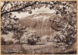 04632 / Norge Hardanger I Mai Norway Printemps Arbres En Fleurs ODDA 20-08-1938 Carl NORMANNS Kunstforlag - Norwegen