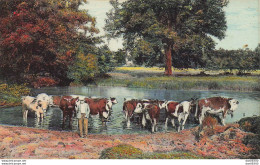 CARTE SANS LEGENDE UN TROUPEAU DE VACHES A LA RIVIERE - Viehzucht