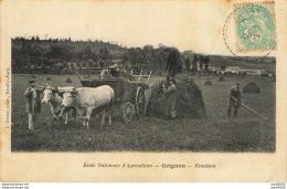 78 ECOLE NATIONALE D'AGRICULTURE DE GRIGNON FENAISON ATTELAGE DE BOEUFS - Attelages