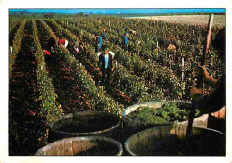 Vignes - Bourgueill - Scène De Vendanges - CPM - Voir Scans Recto-Verso - Vines