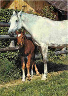 Animaux - Chevaux - Pouliche Et Son Poulain - CPM - Voir Scans Recto-Verso - Pferde