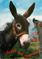 Animaux - Anes - Carte à Message - Carte Dentelée - CPSM Grand Format - Voir Scans Recto-Verso - Donkeys