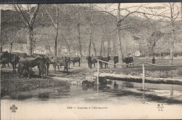 Vaches à L'Abreuvoir - Auvergne Types D'Auvergne