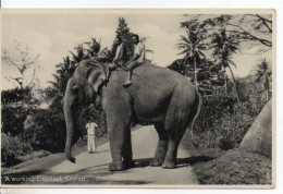 Carte Postale Ancienne Ceylan - A Working Elephant - Sri Lanka (Ceylon)