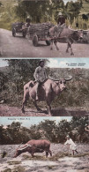 3 Cards Carabao Buffalo Wood Transport, Riding And Rice Ploughing - Filipinas