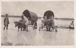 Real Photo Carabao Buffalo Carts Crossing A River - Filippine