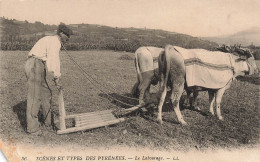 ALGERIE - Scènes Et Types Des Pyrénées - Le Labourage - L L - Un Homme - Des Bœufs - Carte Postale Ancienne - Scènes & Types