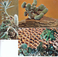 UdSSR, 3 Bildpostkarten, Kakteen, Ungebraucht / USSR, 3 Picture Postcards, Cactus, Unused - Cactus