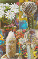 UdSSR, 13 Bildpostkarten, Neu,  Kaktus / USSR, 13 Picture Postcards, New, Cactus - Cactussen