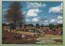 73879 - Lüneburger Heide - 1997 - Lüneburger Heide