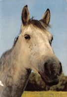 CHEVAL  Chevaux   53 MA2299Bis - Pferde