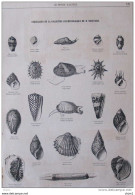 Coquillages De La Collection Conchyliologique De M. Delessert - Page Original 1859 - Historical Documents